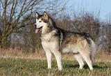 ALASKAN MALAMUTE 836